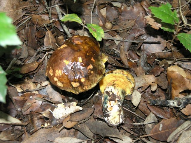 Boletus...???